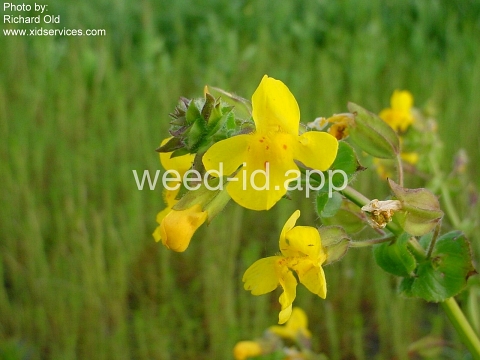 monkeyflower, common large